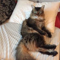こめ
