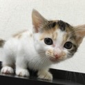 甘えん坊のみけちゃん