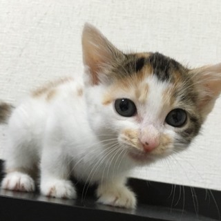 甘えん坊のみけちゃん