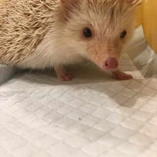 シナモンカラーの男の子です！