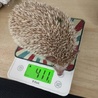 一歳のハリネズミです サムネイル2