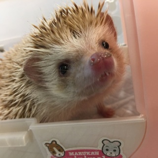 一歳のハリネズミです