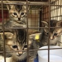 キジ猫３姉妹