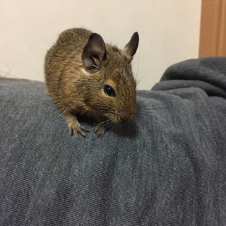 デグー♂可愛いがって下さる方お願いします！！
