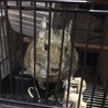 デグー♂可愛いがって下さる方お願いします！！ サムネイル2
