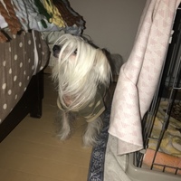 花代