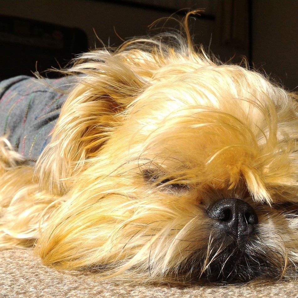 ホーギのカバー写真