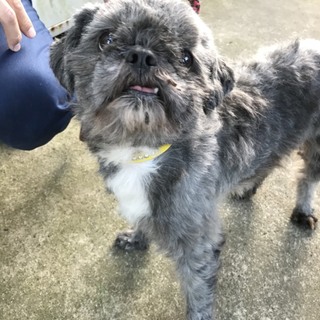 甘えん坊のシーズー君　赤い糸の里親さん待ち～