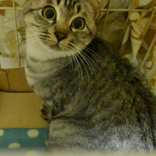 のびしろ一杯の女の子