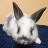 10/28生まれの子ウサギ サムネイル2
