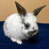 10/28生まれの子ウサギ サムネイル6