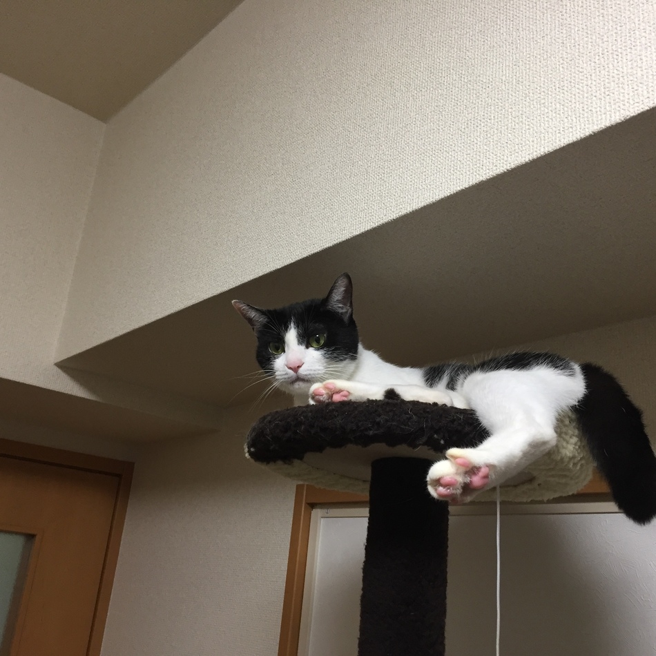 こつぶのカバー写真