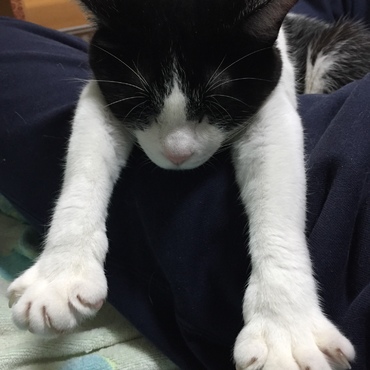 スーパーマンの夢を見てるっぽいですｗ