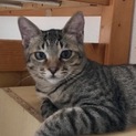 スリゴロお膝猫6カ月♡サバトラ男子ニーチェ