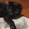 スコティッシュ風のしぃくん…5ヶ月 サムネイル2