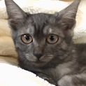 4ヶ月ブラックスモーク★スリゴロ美猫レタス♀