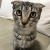 スコティッシュ風の女の子…フィーちゃん5ヶ月 サムネイル2