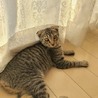 スコティッシュ風の女の子…フィーちゃん5ヶ月 サムネイル6