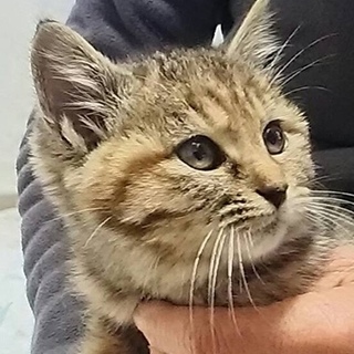 ふわふわモコモコのぺコちゃん…2ヶ月半