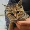 ふわふわモコモコのぺコちゃん…2ヶ月半 サムネイル2