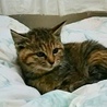 ふわふわモコモコのぺコちゃん…2ヶ月半 サムネイル4