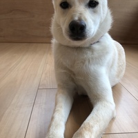 降旗ティノ