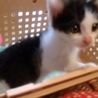 ハピネスねこ譲渡会(保護活動者)