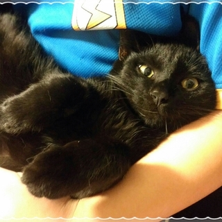 ポンポン尻尾の黒猫くん