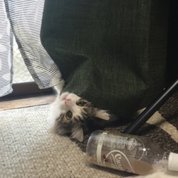 ももたろうがきて1ヶ月