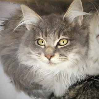 三匹の子猫◇ふわふわちゃん