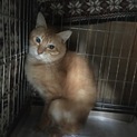 シャイな茶トラ君