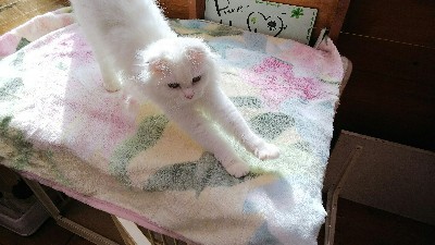 小柄なスコティッシュ3歳雌 (繁殖業者放棄) サムネイル2