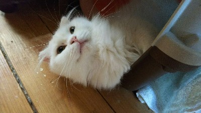 小柄なスコティッシュ3歳雌 (繁殖業者放棄) サムネイル5