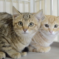 トライアル決定！キジトラの子猫の女の子