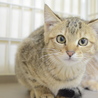 トライアル決定！キジトラの子猫の女の子 サムネイル2