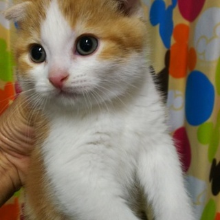 代理での里親募集です。