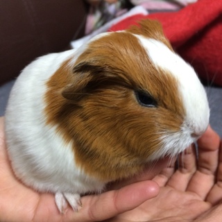 ありがとうございました