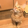 沢山あまえたい茶とらの仔猫 サムネイル2