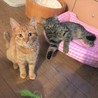 沢山あまえたい茶とらの仔猫 サムネイル3