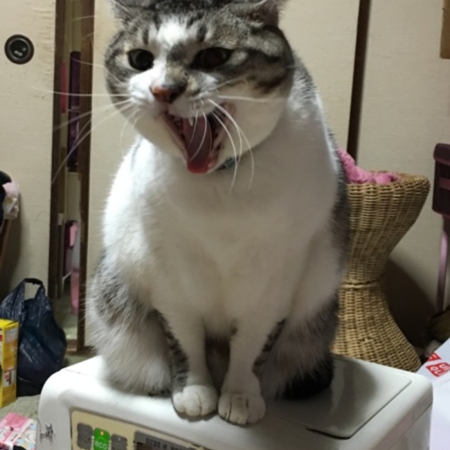 デンスケママのカバー写真