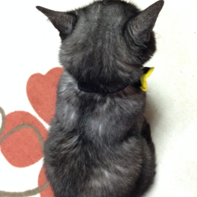 Ledonのカバー写真