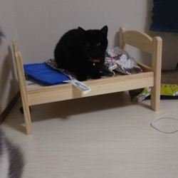 「ジジ君 1ヶ月 12日」サムネイル1