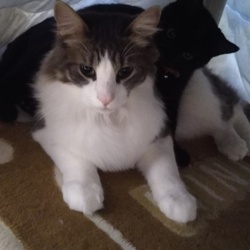 「ジジ君 1ヶ月 12日」サムネイル2