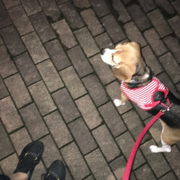 ランニングのお供をしてくれます☆