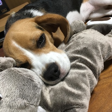 IKEAのうさぎさんが友達です！