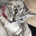 こゆき ♀ ３〜４才 賢い美猫です