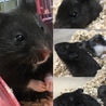 クロです！オスです