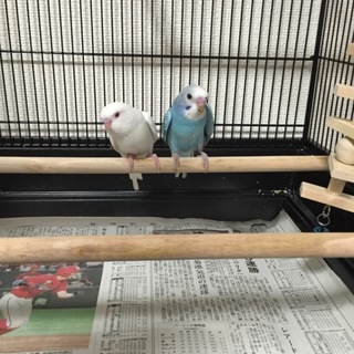 可愛いセキセイインコ２羽の里親募集♡