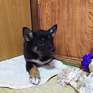 保健所救出犬！里親様緊急募集！！