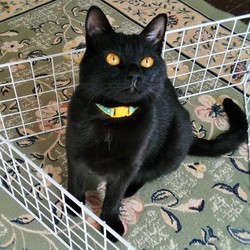 「ウンチングハイ」サムネイル2